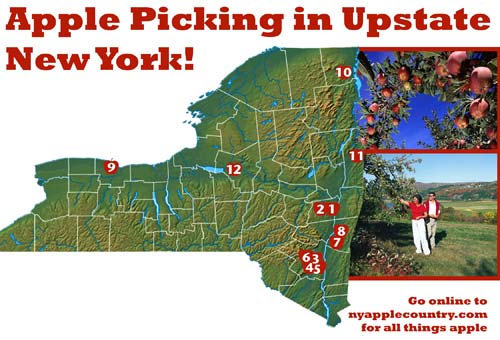 Apple Picking in New York State